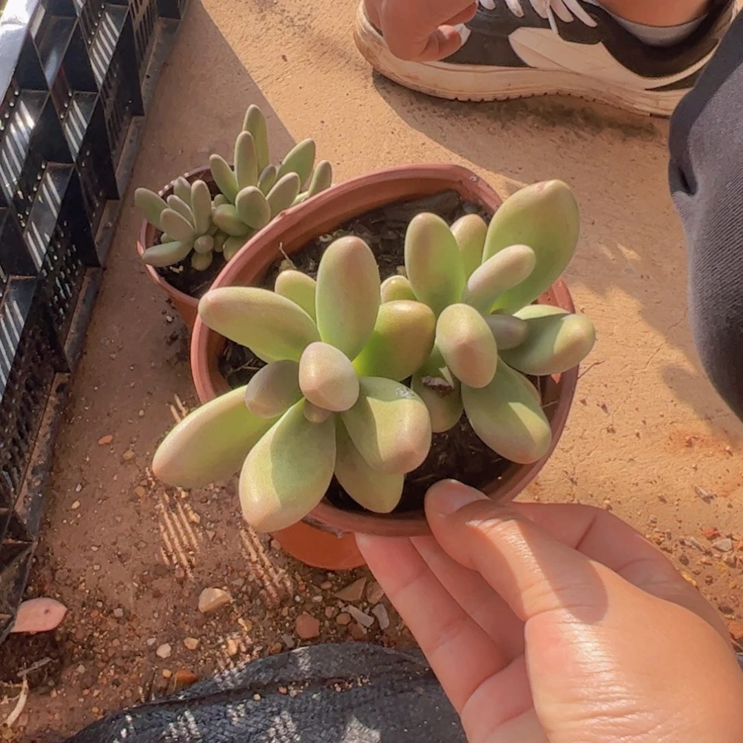 糖果美人双头起发，18包邮不带盆土