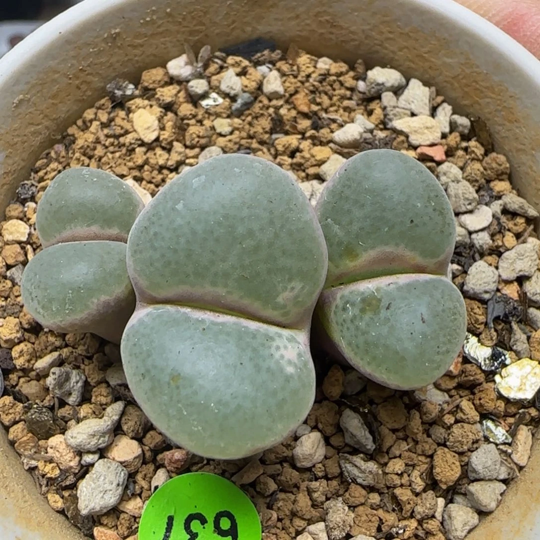 安格尼斯腰子窗多肉植物637