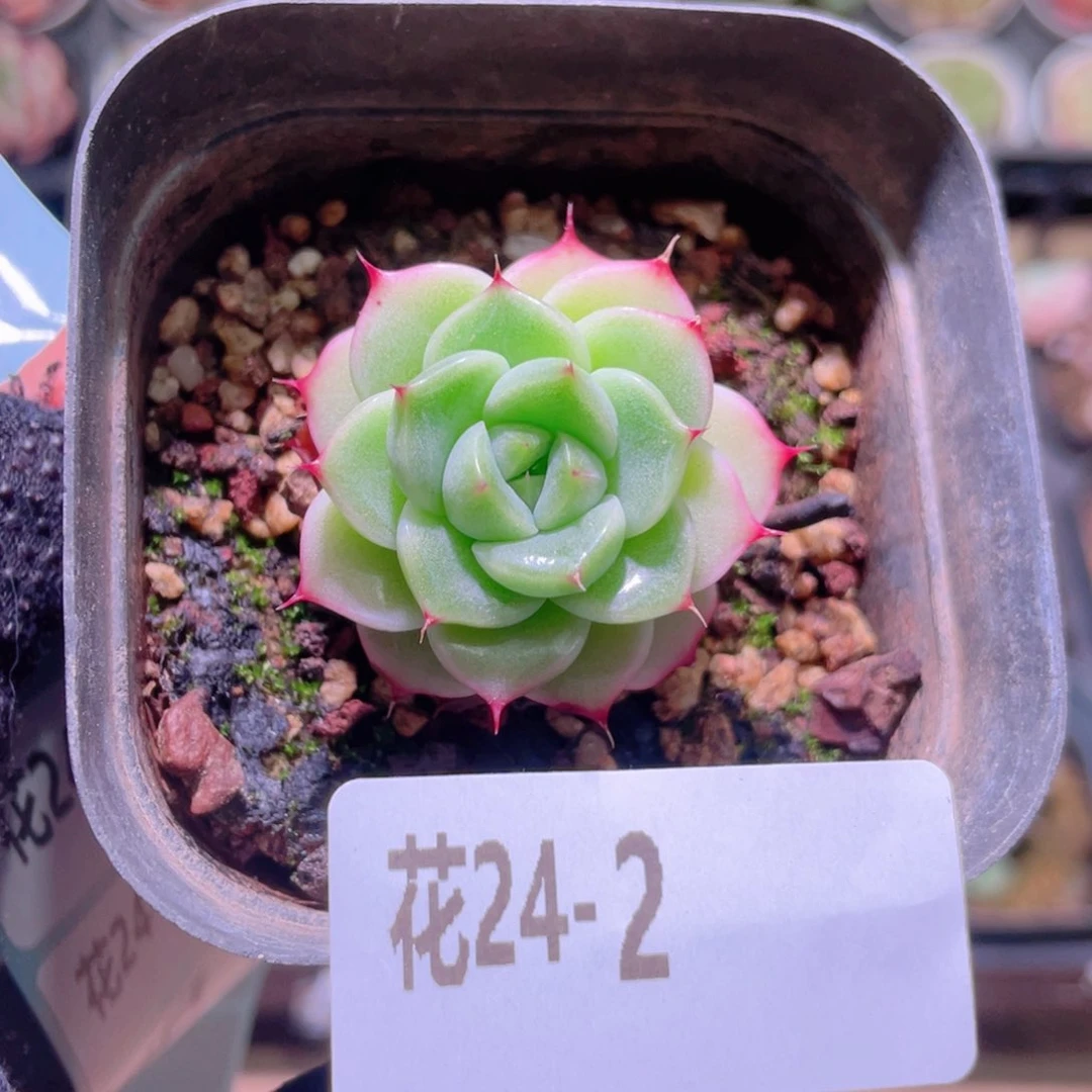 花利美24-2海王单头