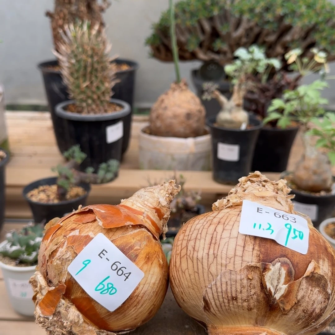 灯台百合两颗一起块根植物