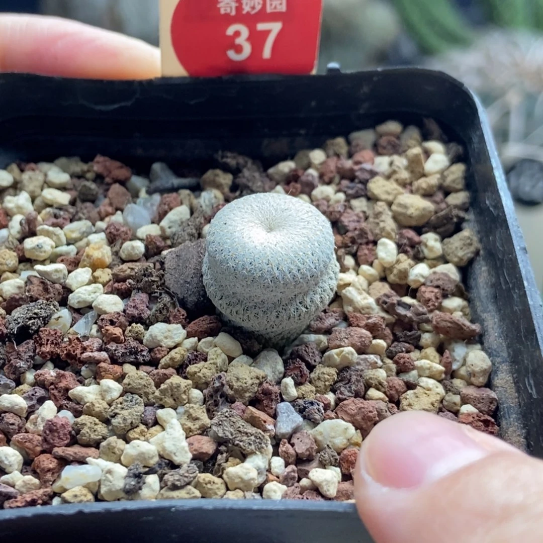 实生小人帽1.5cm一棵仙人球