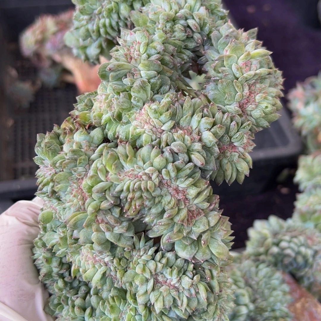 糊***凸新年快乐 新年快乐