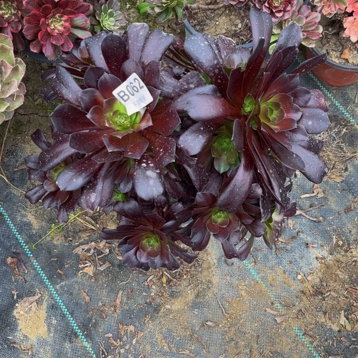 062梅花杆子细多肉法师不包断枝