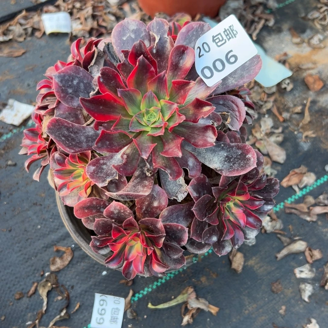 006美杜莎，满20包邮嘟叮熊