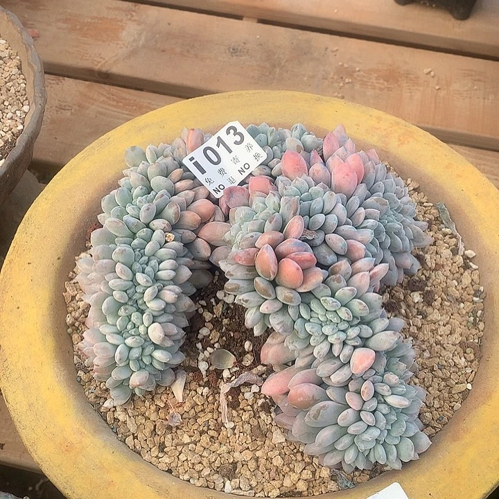 菩提子缀化013 亏本处理玻璃心勿扰7-8天发货