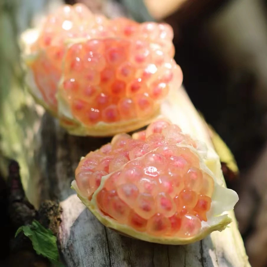 蒙自老树绿籽白玉水晶石榴净重3斤以上单果重4.5两以上六到七个