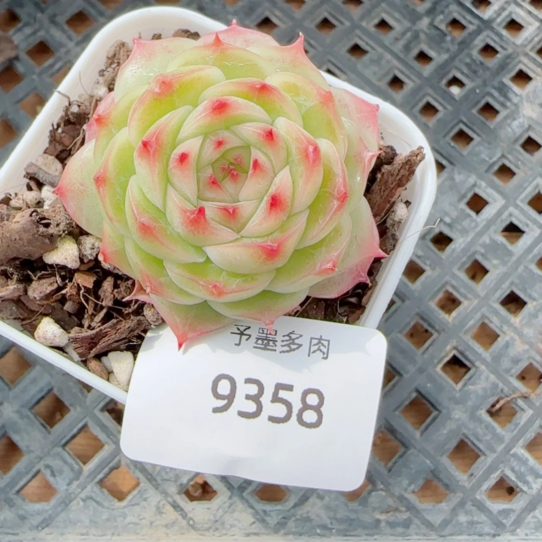 卷****薄荷，9358多肉植物