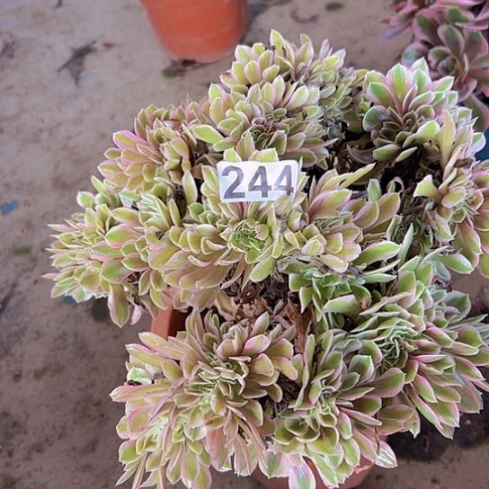 平***佛多肉植物一个女神