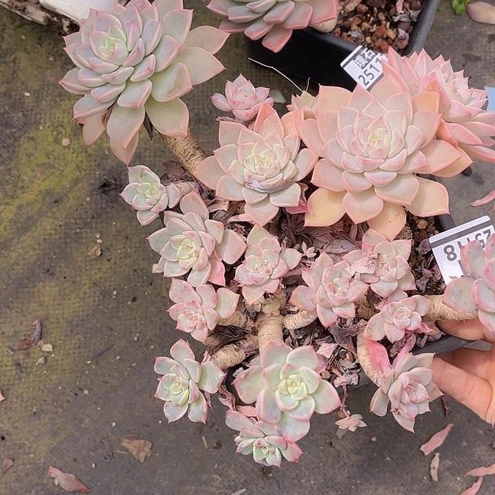 红粉佳人25118多肉植物