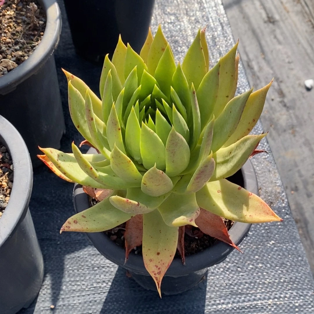 1150哈哈哈哈哈哈哈哈