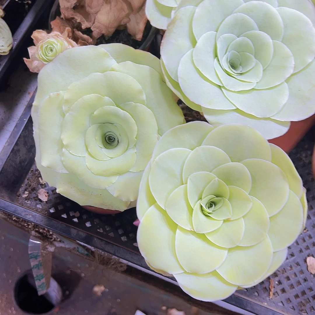 母本大白玉杯一个