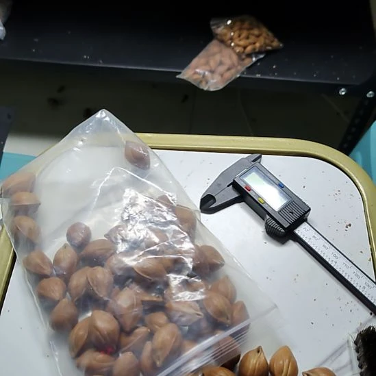 ****️橄榄核吊坠散籽一包