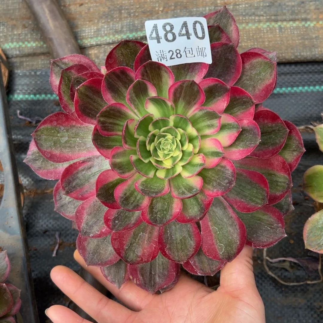 小*予多肉植物4840海王