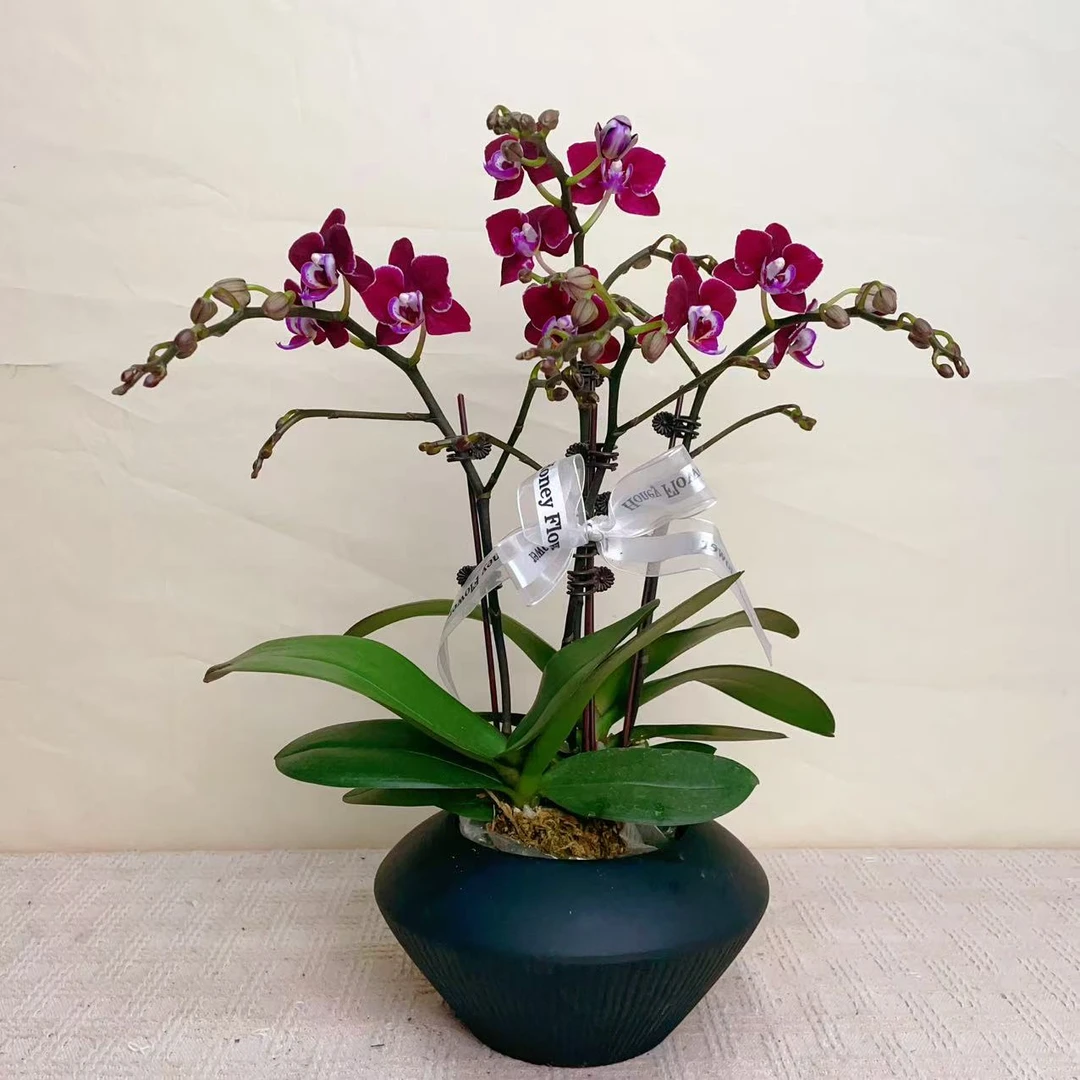 国华优选【妖精】精品蝴蝶兰室内花卉高雅高级盆栽艺术组盆