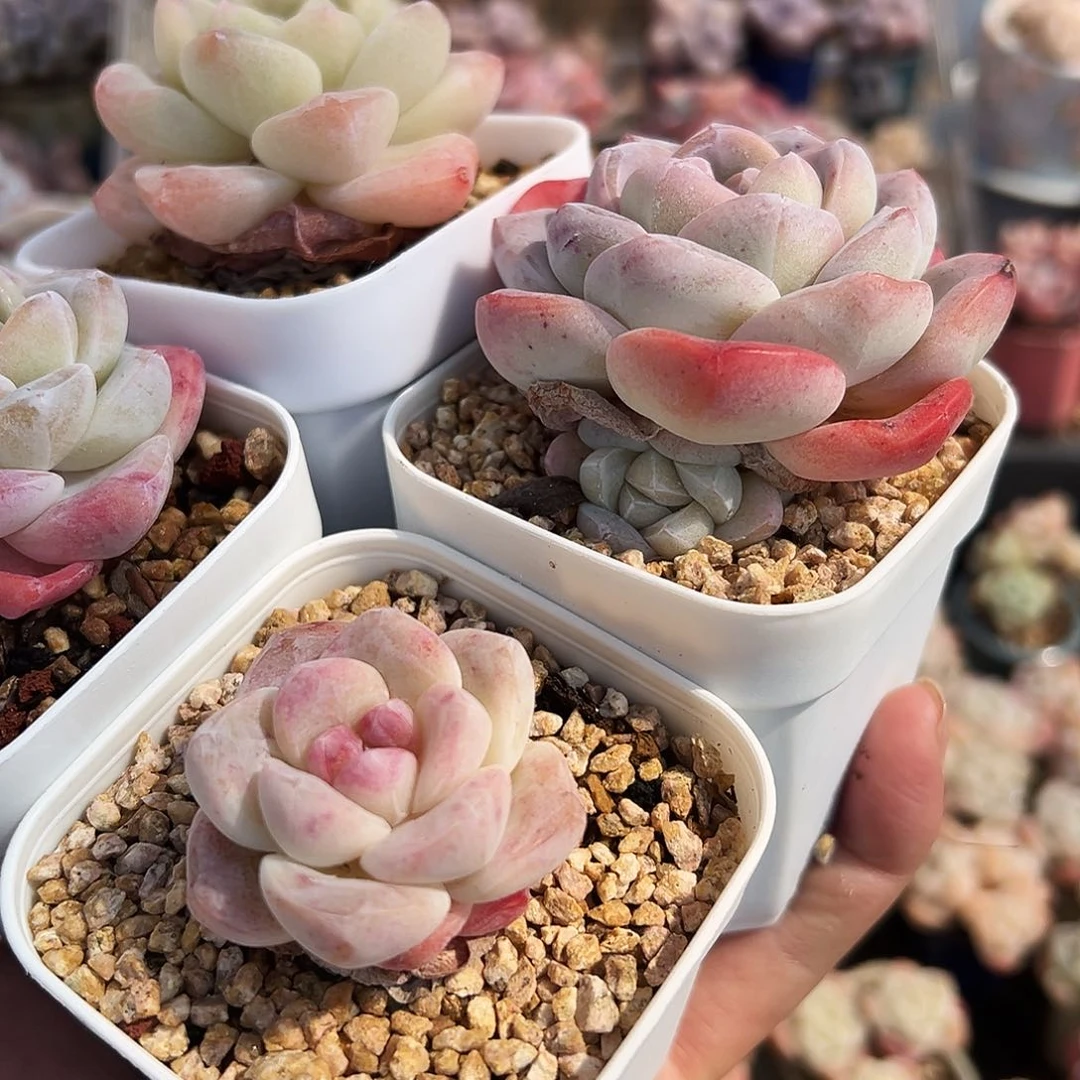 阿****德德德专拍多肉冰玉，1213