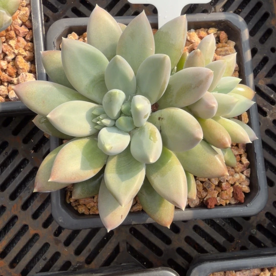 一物一拍精控黄胖体哥特28