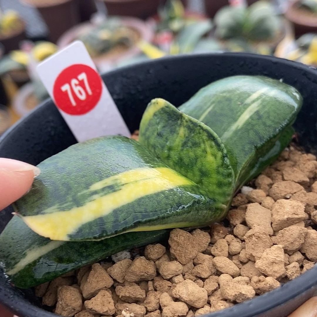 随***意767军配恐龙卧牛带盆发货