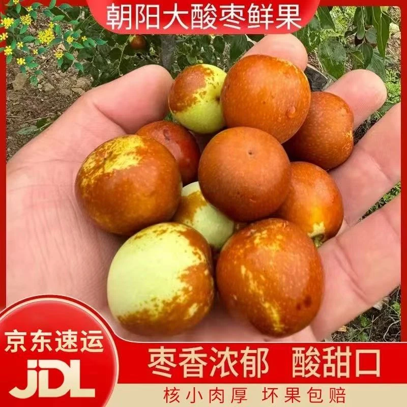 25年东北朝阳大酸枣口感酸甜可口现摘现发新鲜应季水果京东包邮