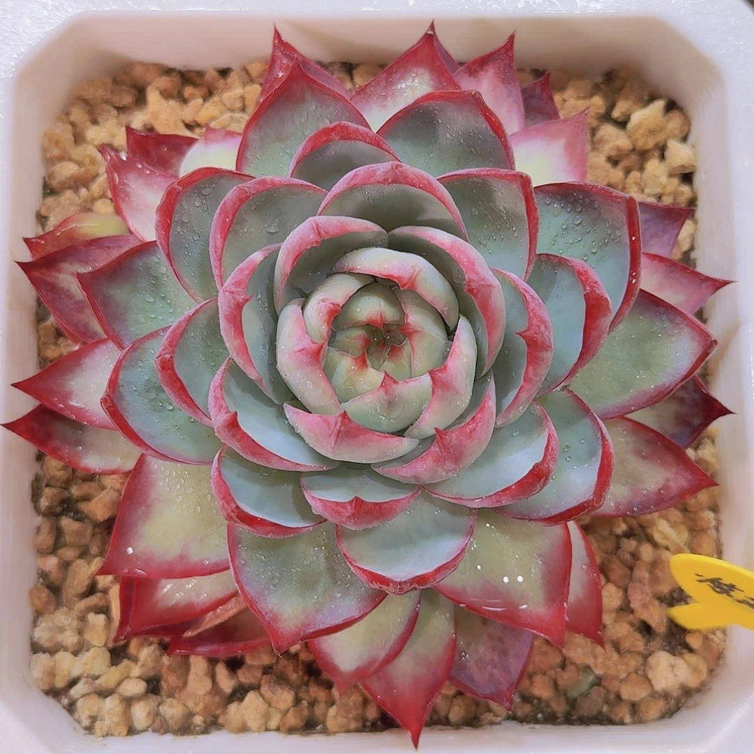 惊鸿仙子多肉一物一拍