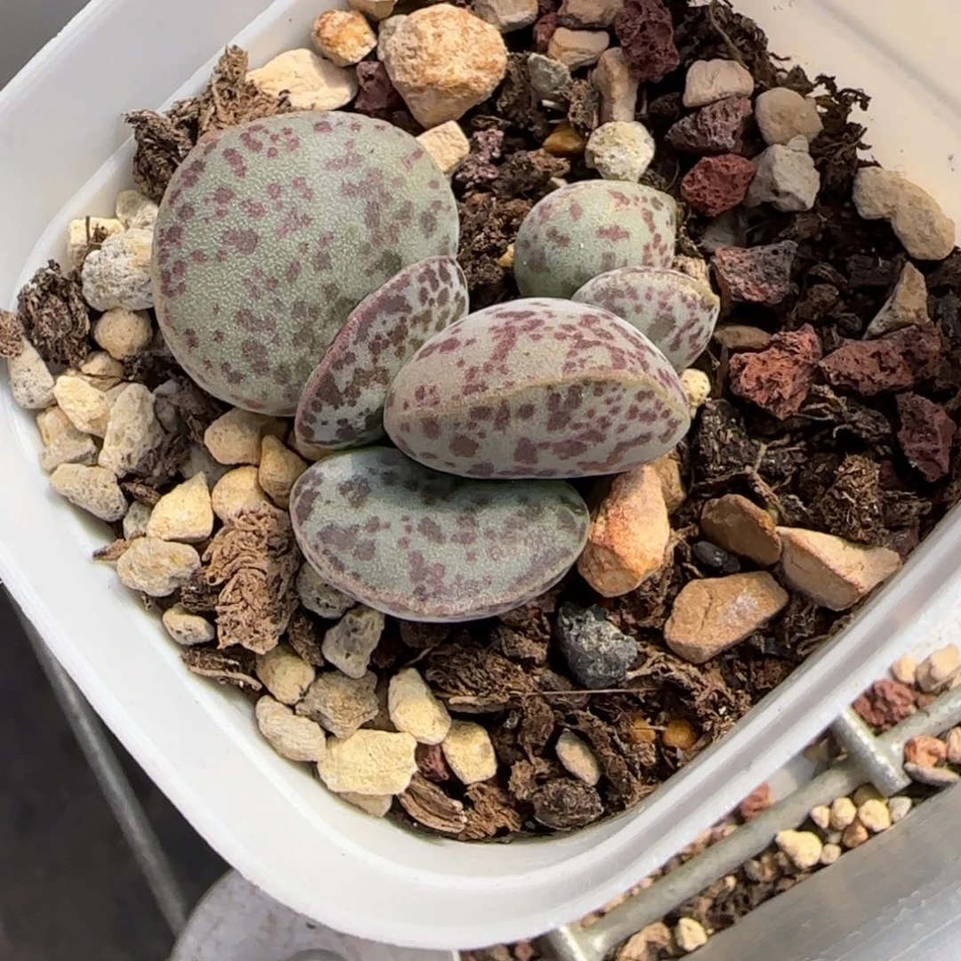 清***g花蛋水泡多肉植物