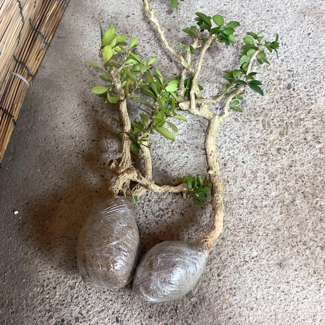 常***青无花朵一起为梦想而加油啊