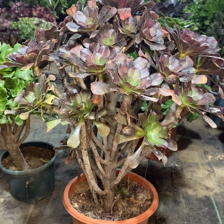 灰圆叶多肉植物64。