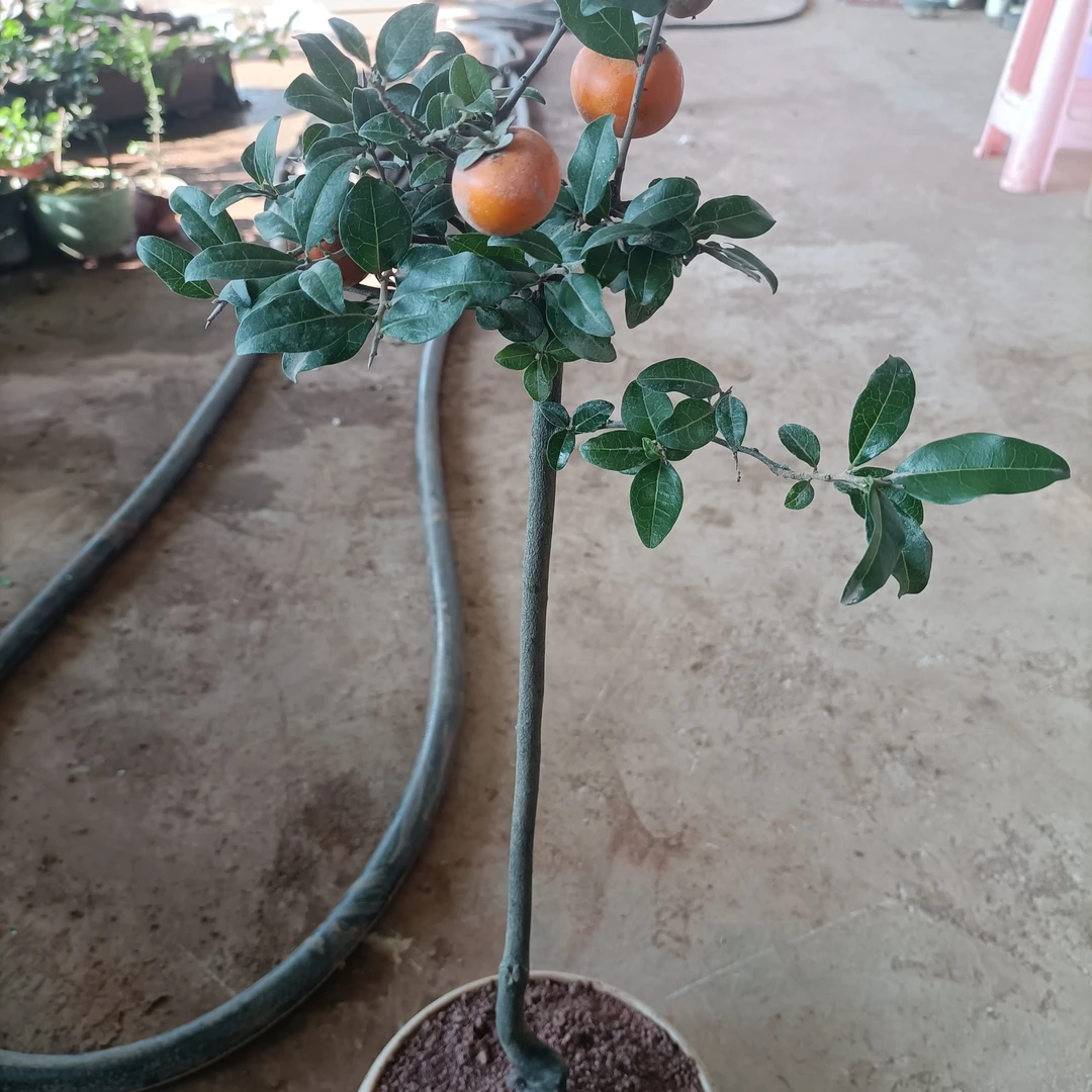 全弹子，嫁接苗，盆景园艺基地