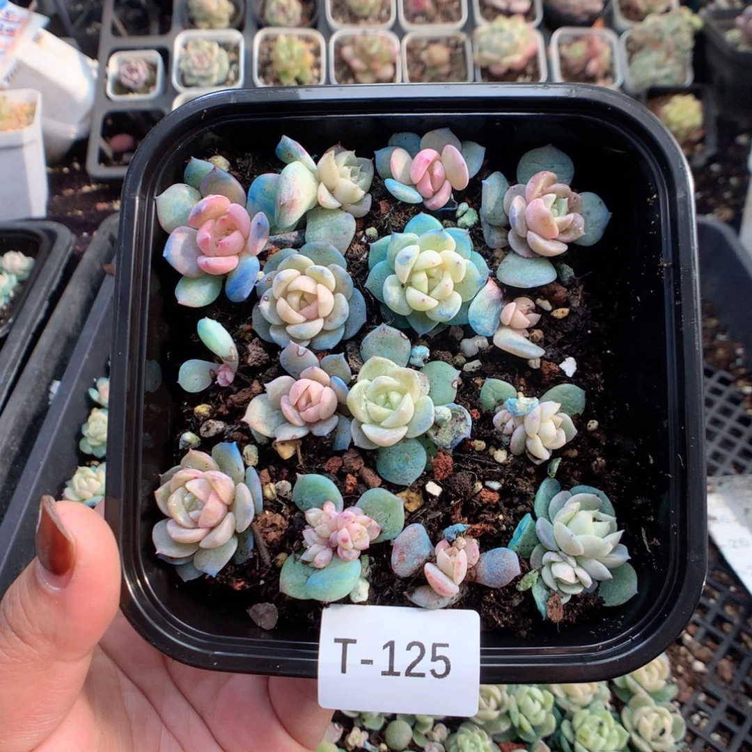 无花朵T125刚毅英语