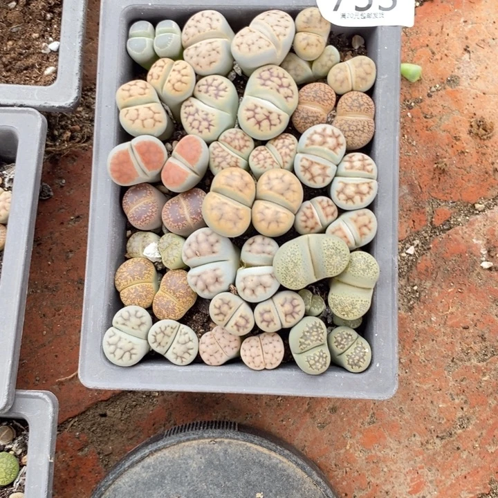 乐***意生石花的季节到啦753