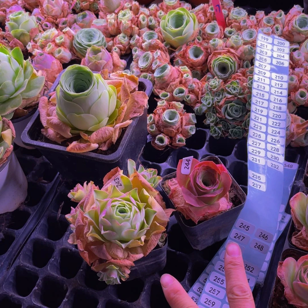 罗帕243.黄杂9多肉244