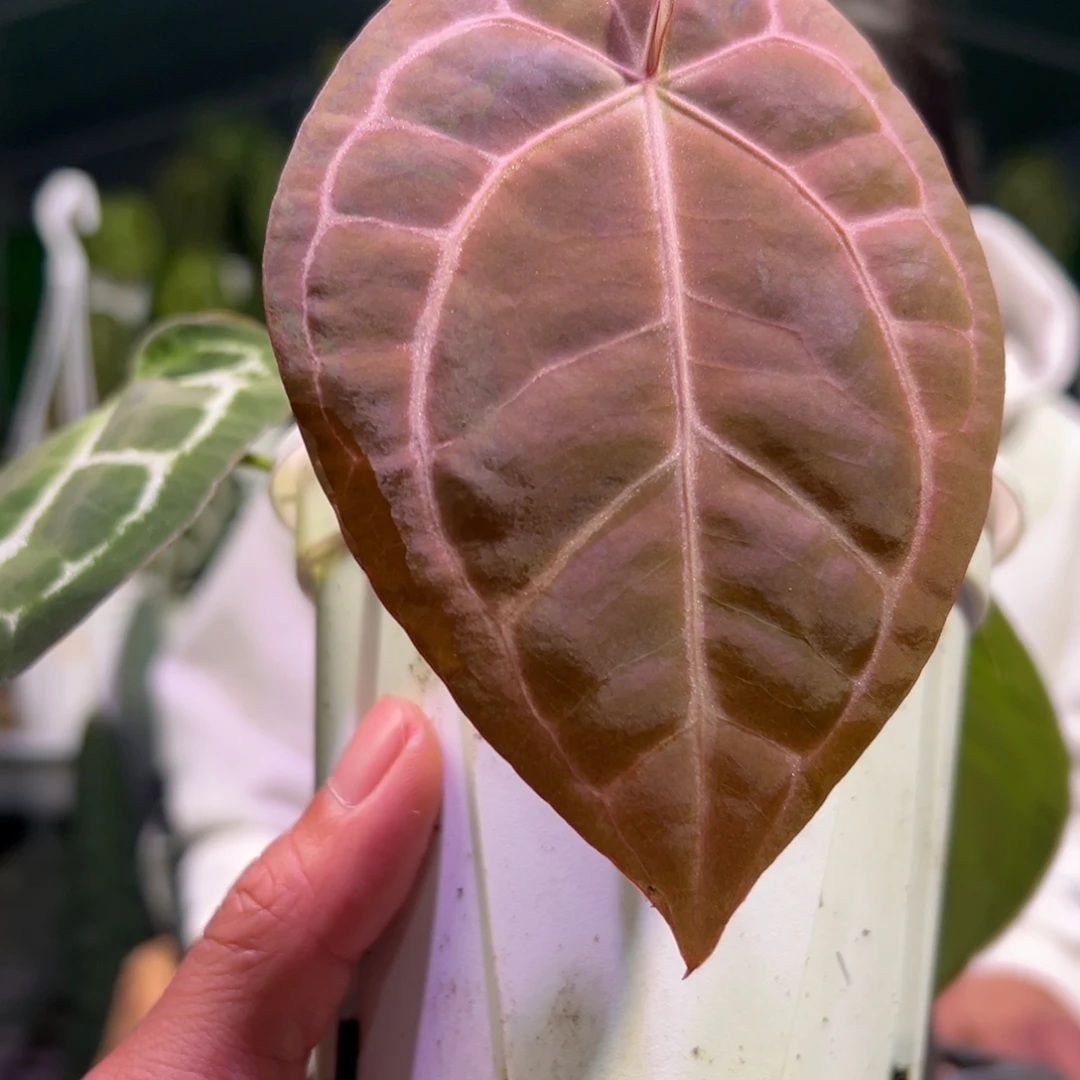 完全开放红*细脉铜锣烧