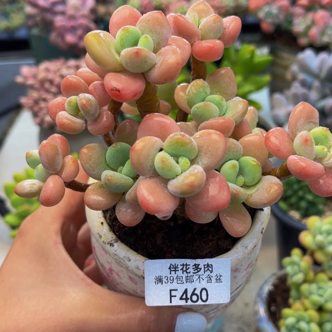 460-奶油洛神多肉10cm