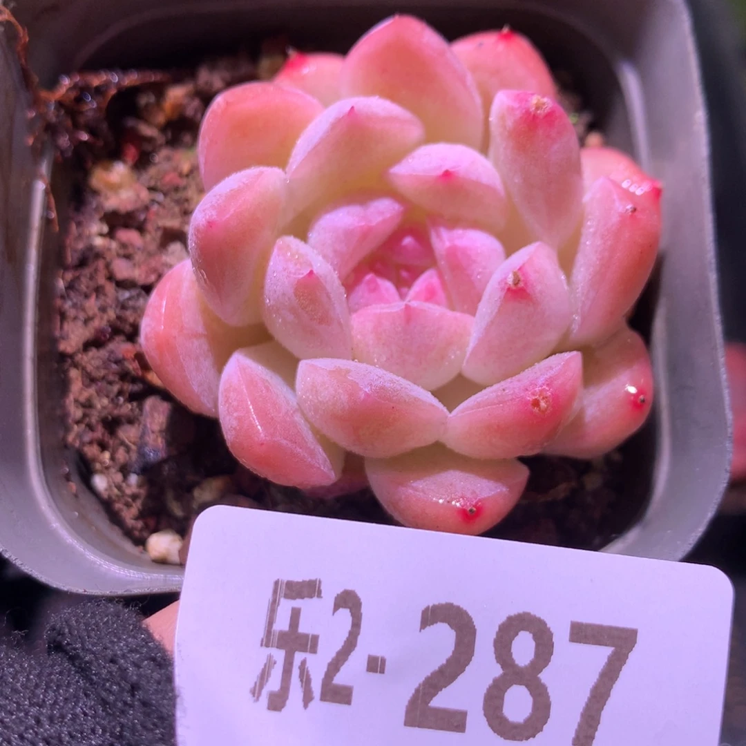 乐然 2-287 明月心