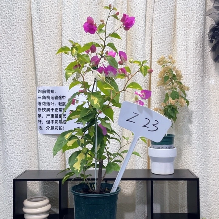 李***川大量花朵（建议范围：8朵-15朵 或40%以上）金心双色Z23