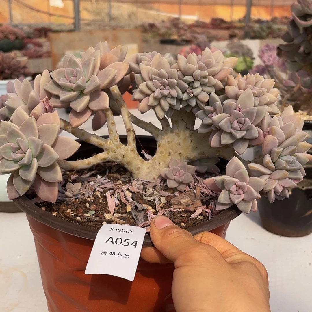 ༺****淡雪缀054 人多肉多肉