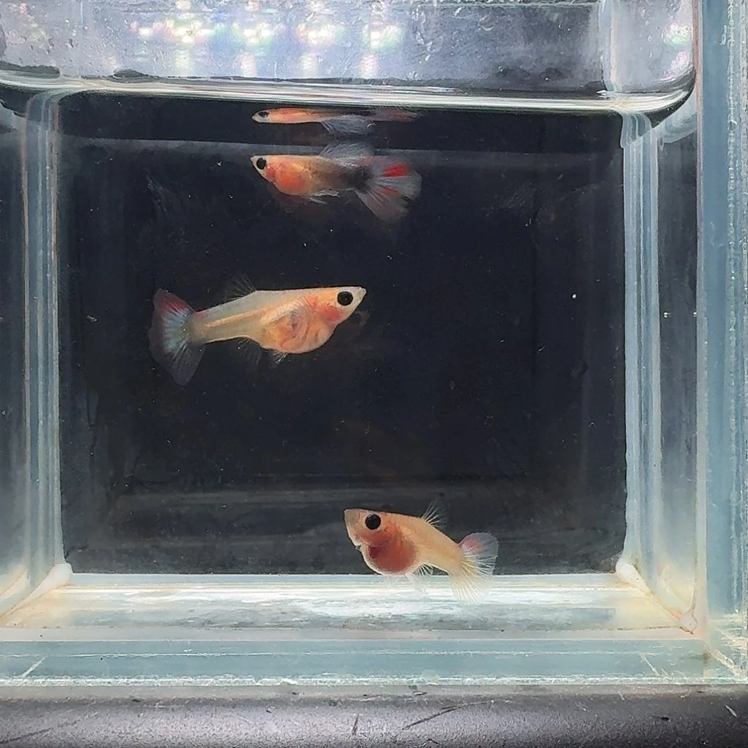 孔雀鱼烟花蓝礼服玻璃猫3条