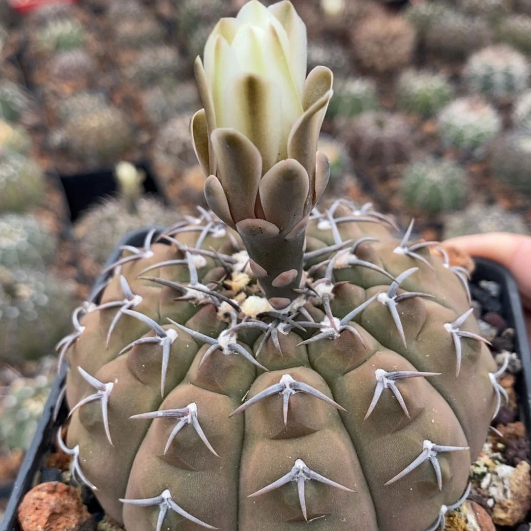 植播园艺914短刺三刺玉