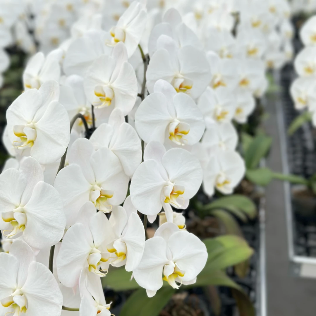 蝴蝶兰【大白v3】白色超大花丰花型3.5寸苗子叶片微瑕