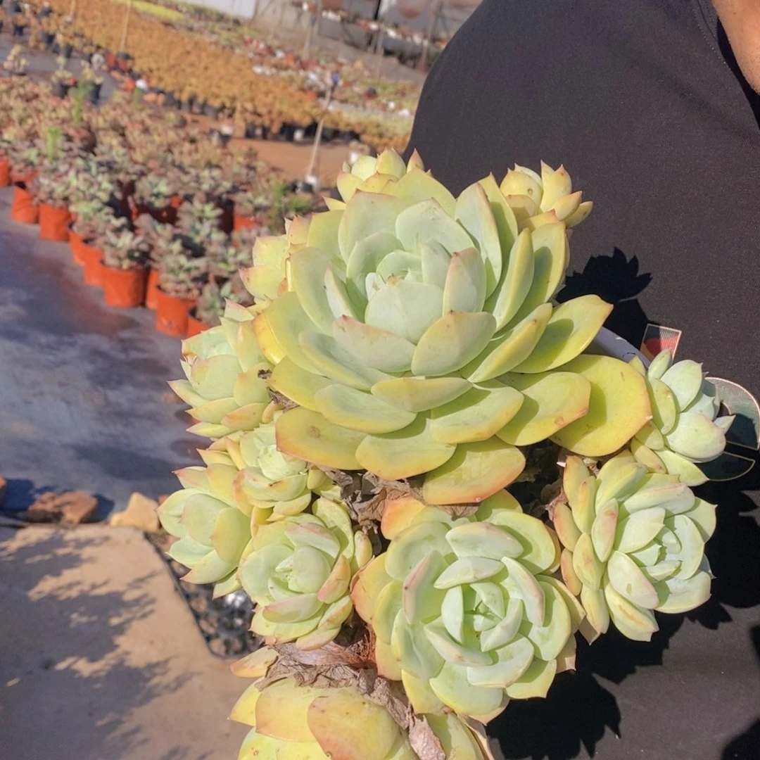 韩国恋曲大单头带仔无砍