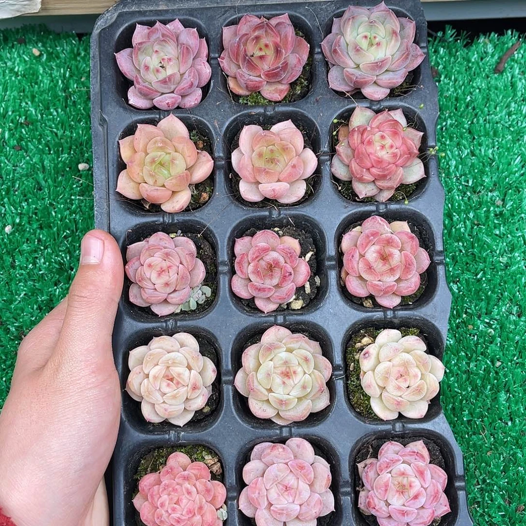 多肉一物一拍11-43