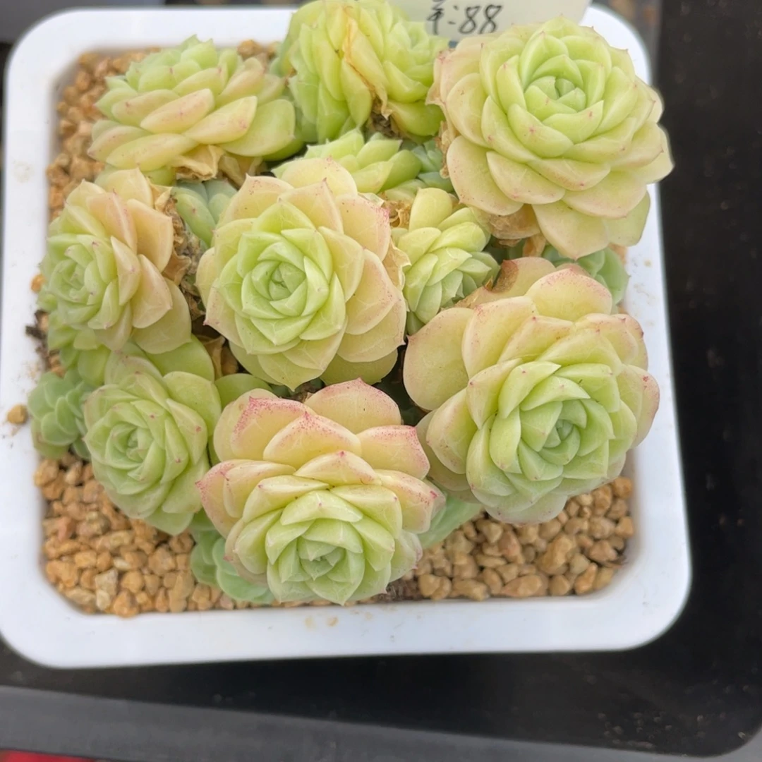 优选晚云麦杆多肉2984