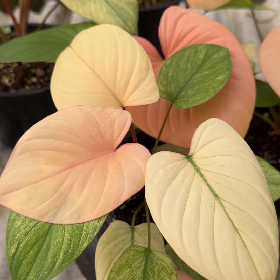 R311-1216薄荷锦千年健