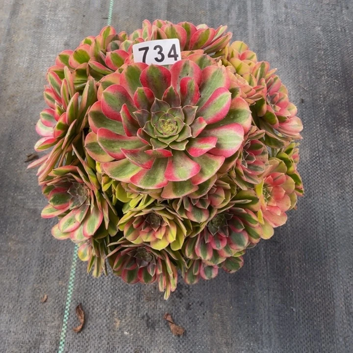 734老庄多肉法师雨荷