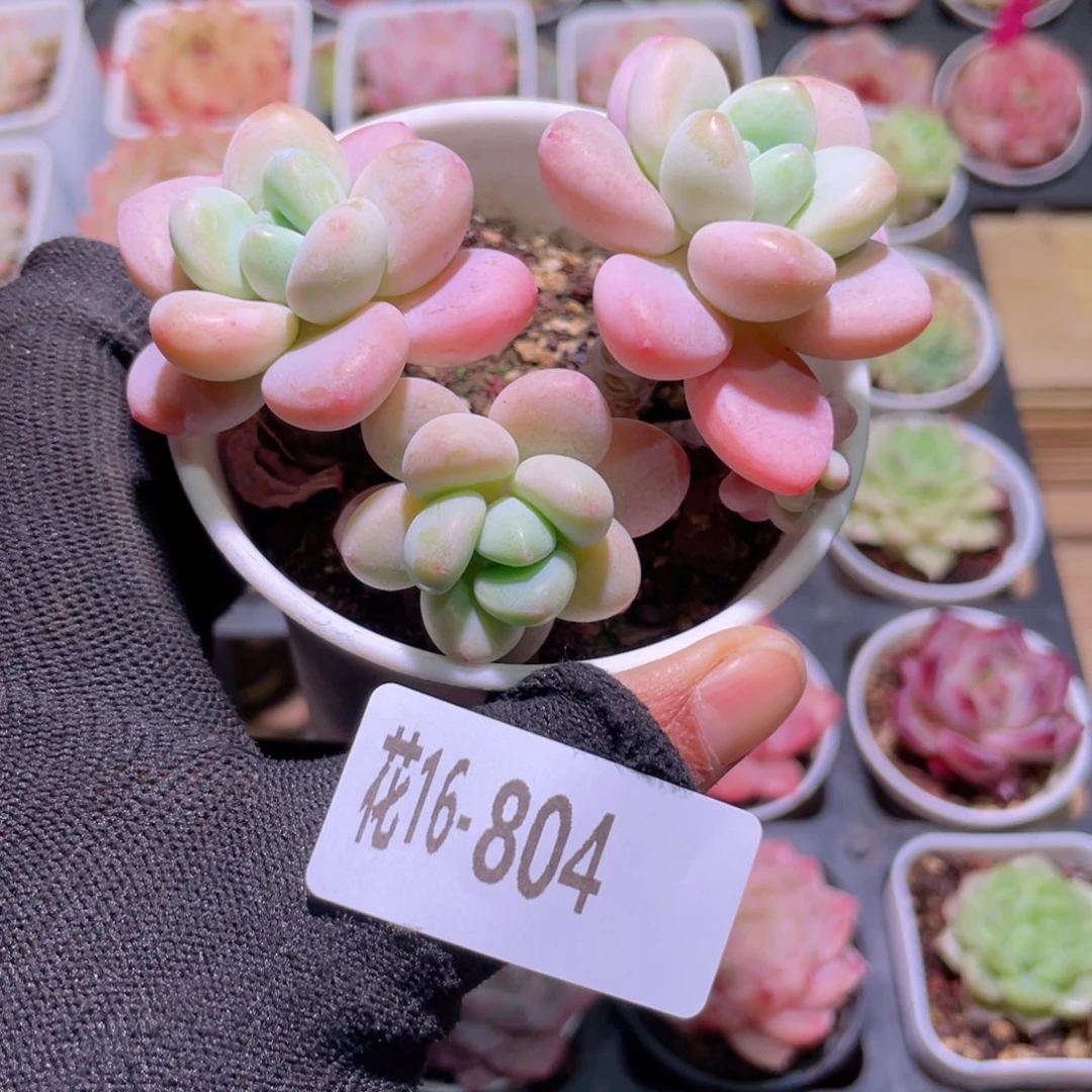 花利美16-804洛神