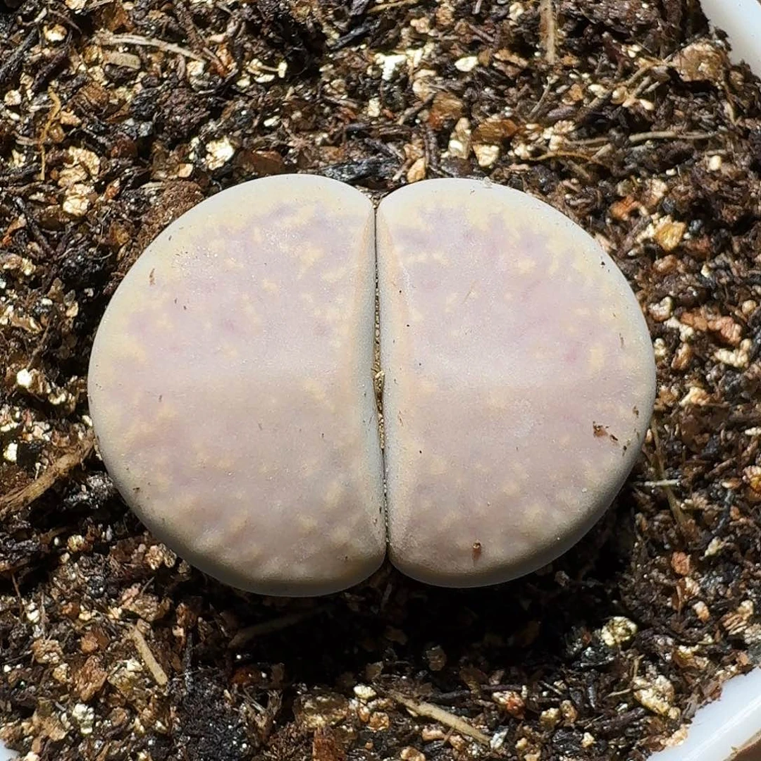 L****n生石花等1111111。    133