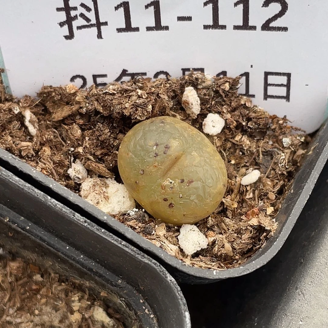 11-112勋章多肉植物