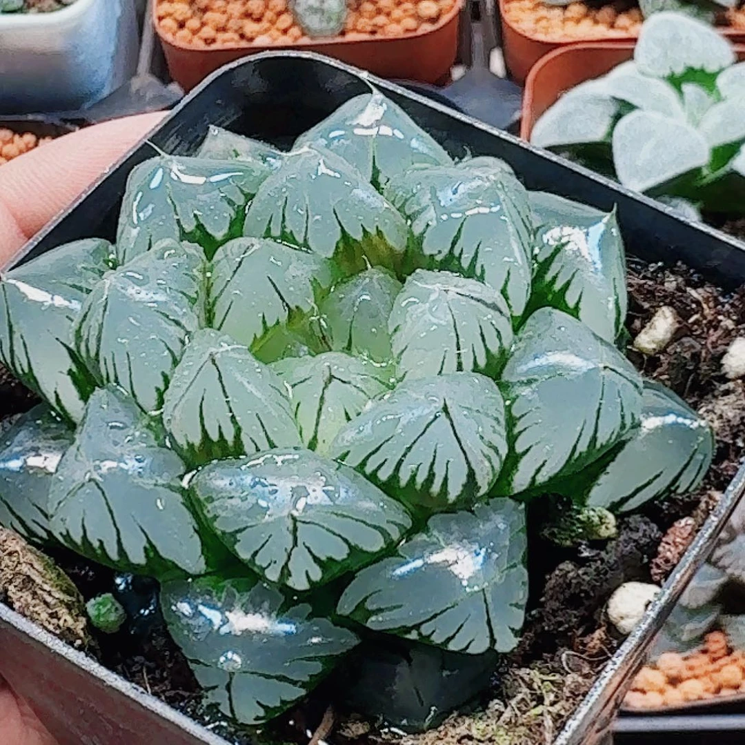 无花朵十二卷水晶冰灯福利