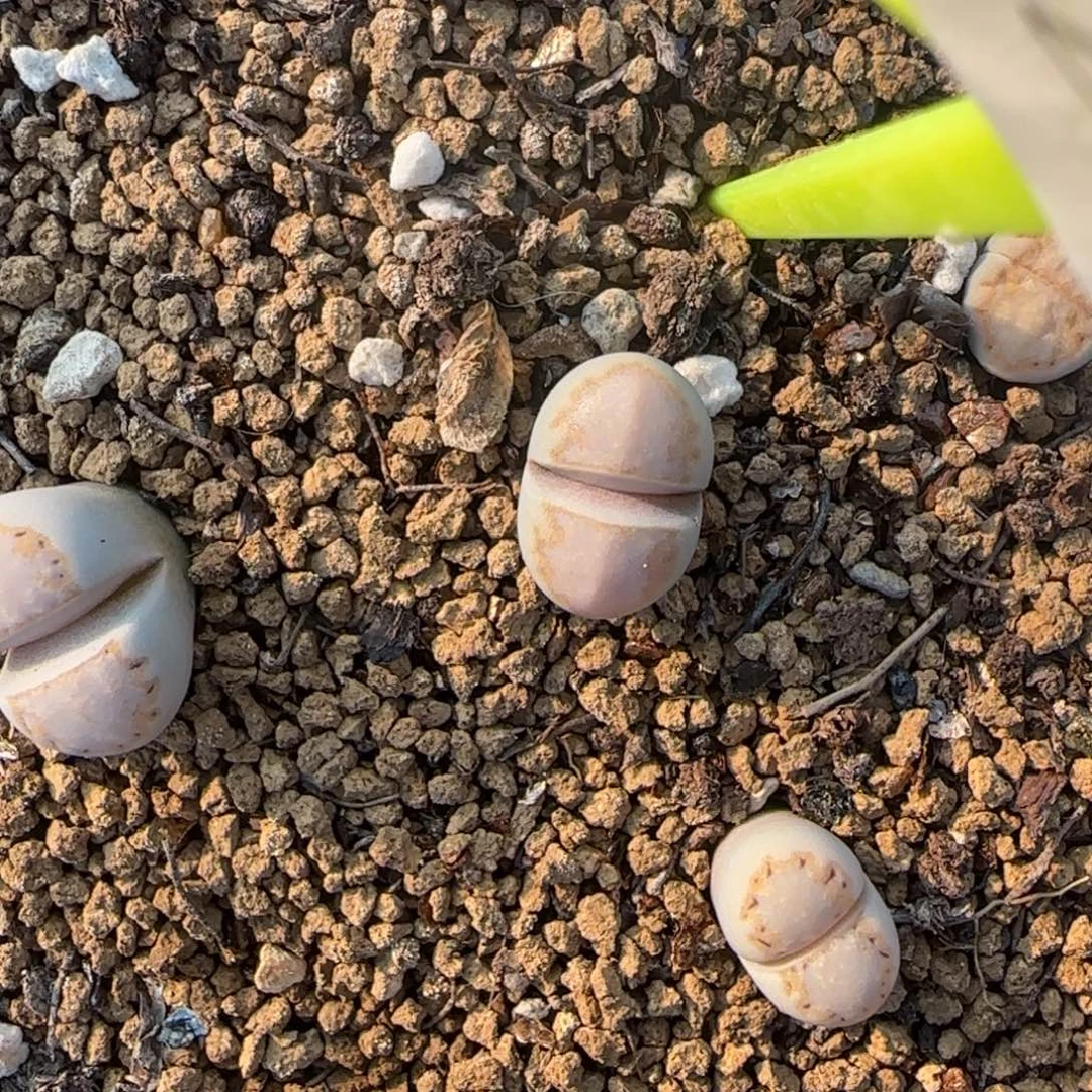 002二蜕饼干216大棚直播