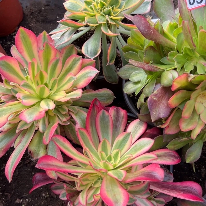 多肉植物659不售后