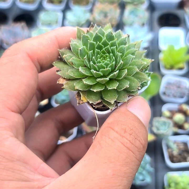 紫牡丹，满5元包邮